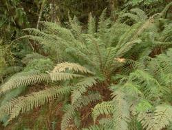 Polystichum vestitum. Mature plant growing from an erect rhizome.
 Image: L.R. Perrie © Te Papa CC BY-NC 3.0 NZ